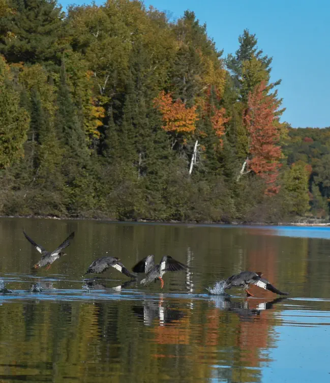 geese landing on lake in Iron County