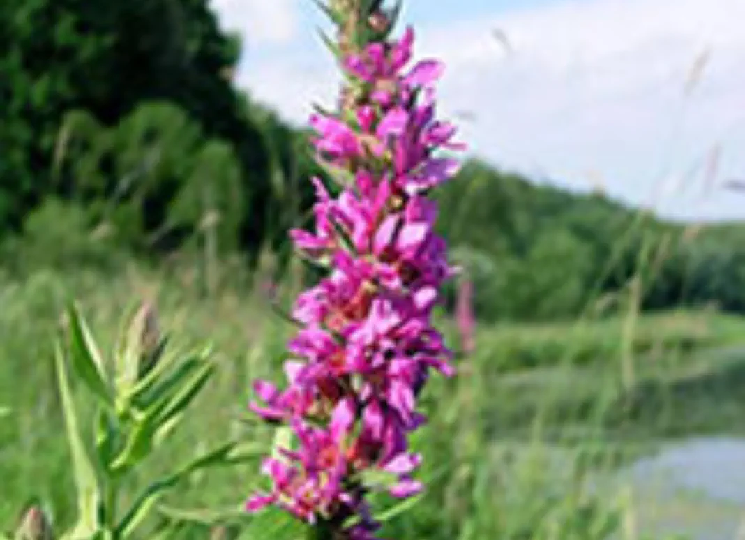 is-purple-loosestrife Purple loosestrife flower