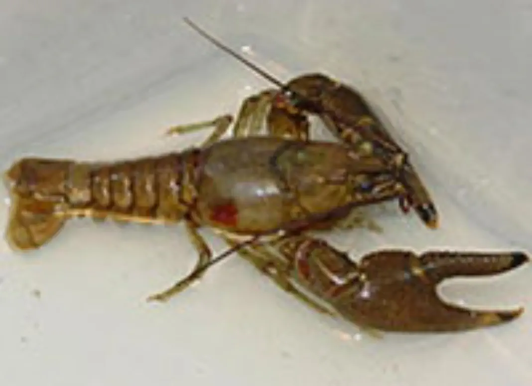 is-rustycrayfish Rusty Crayfish