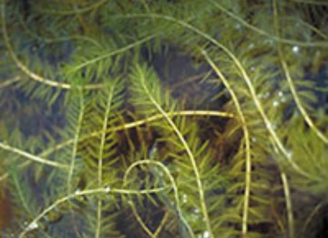 is-water-milfoil Eurasian water-milfoil