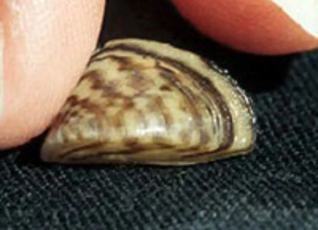 is-zebramussels Eurasian water-milfoil