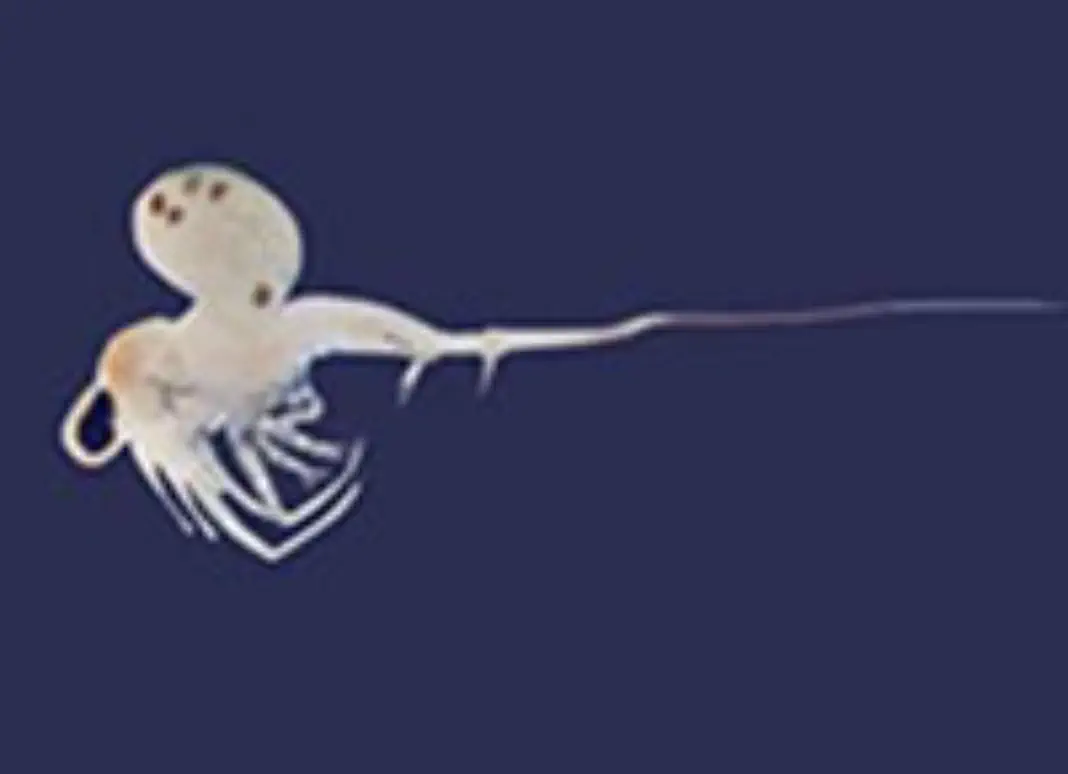 is-zooplankton Zooplankton closeup
