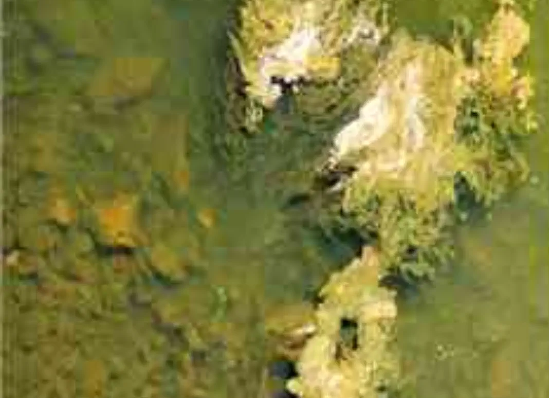 Algae Algae bloom