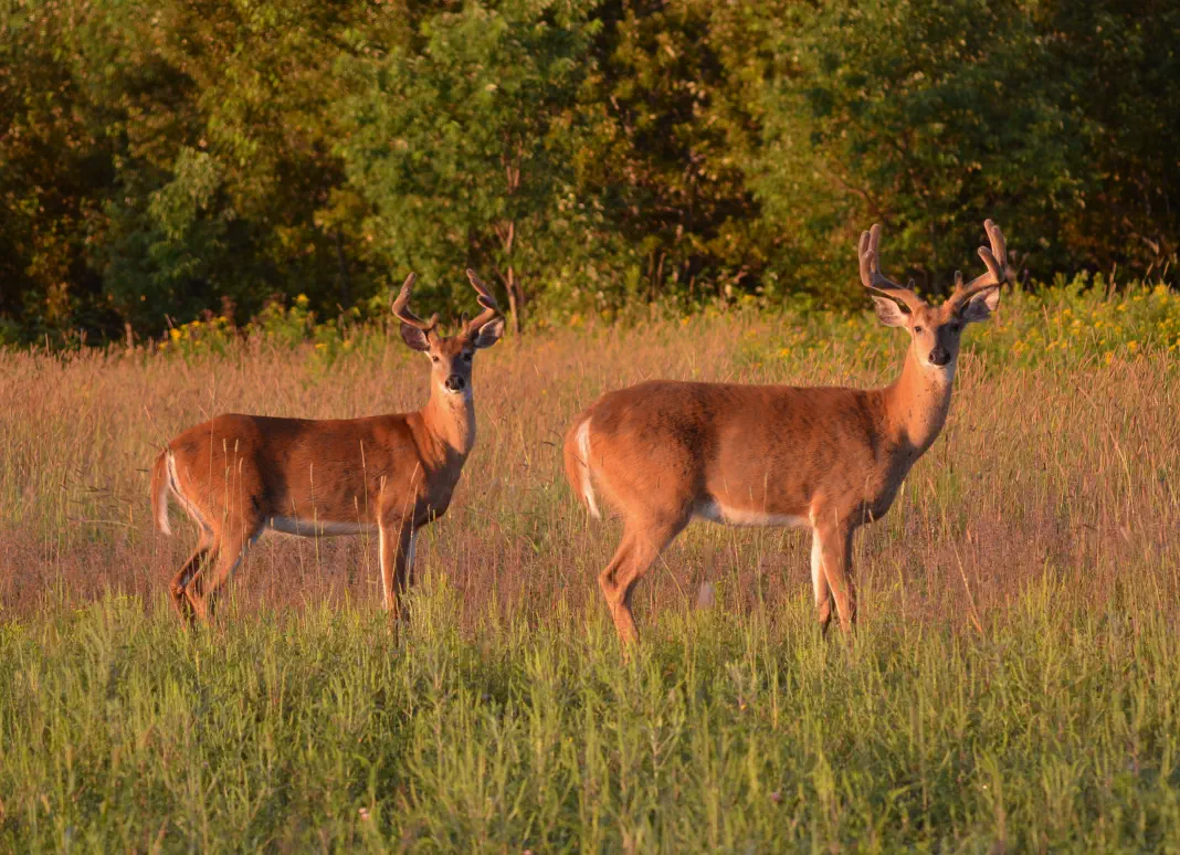 Doe and buck in field Doe and buck in field