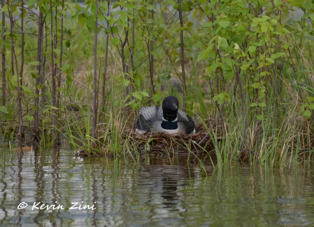 Loon nesting Loon nesting on edge of water
