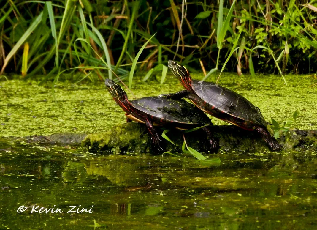 Closeup of two turtles Closeup of two turtles